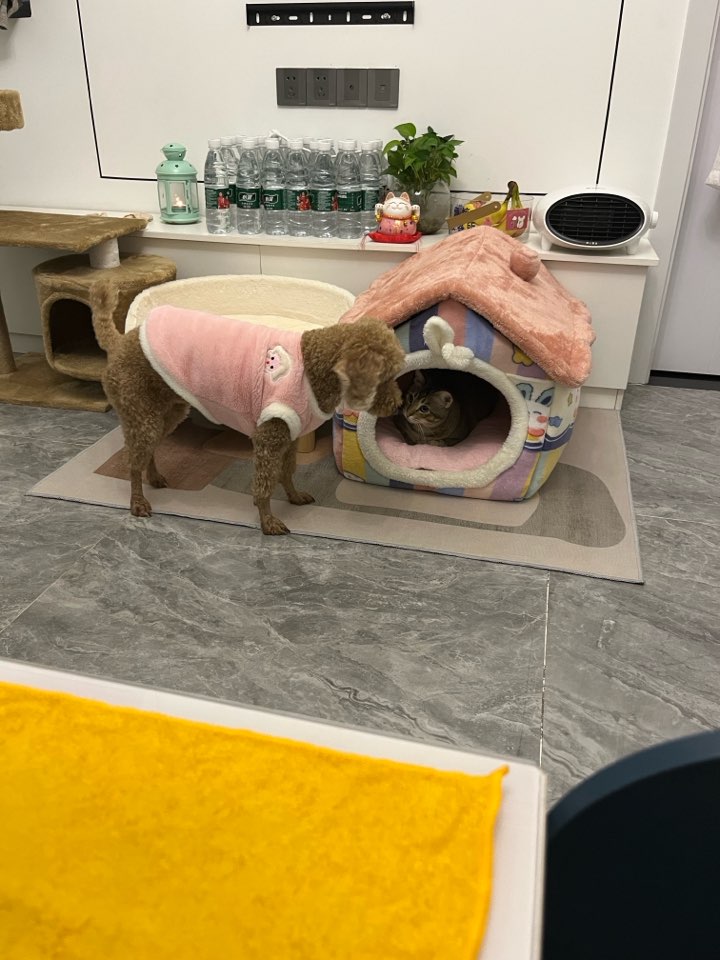 爱猫爱狗家庭