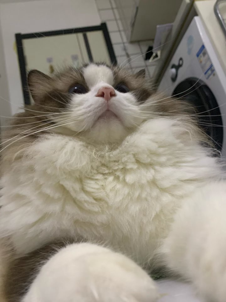 petAvatar
